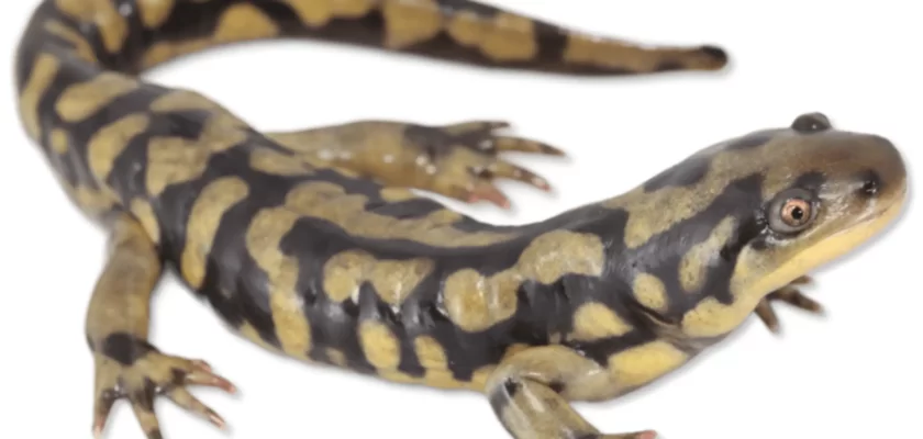 Fun Facts About Eastern Tiger Salamanders