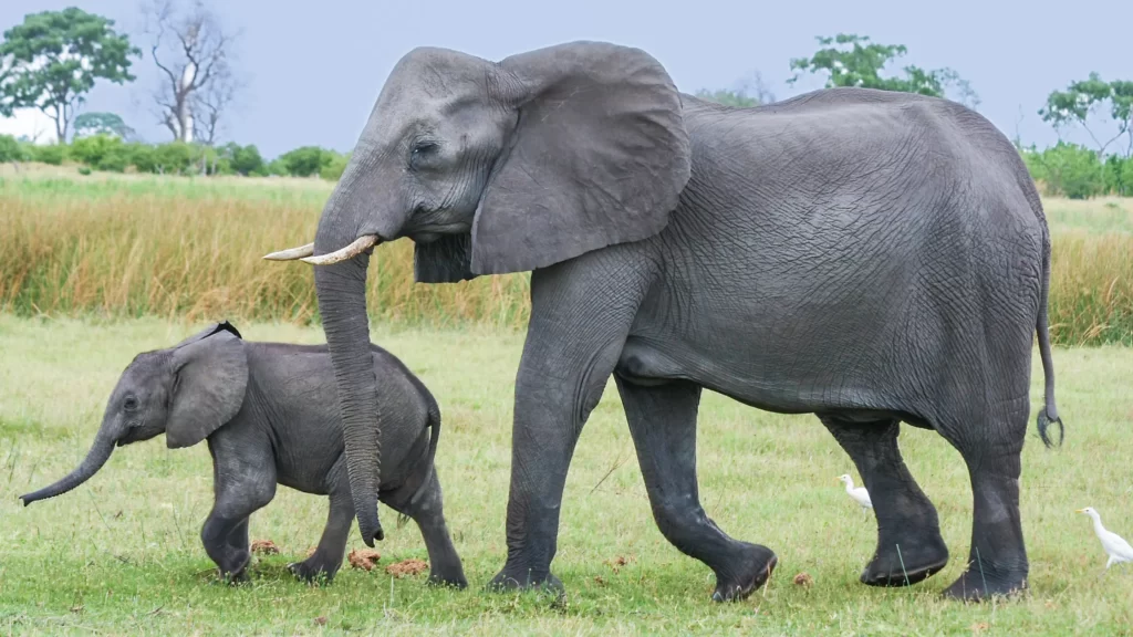 Fun Facts About Elephants ( Trunks, Memory, Ears, Diet, Habitat )